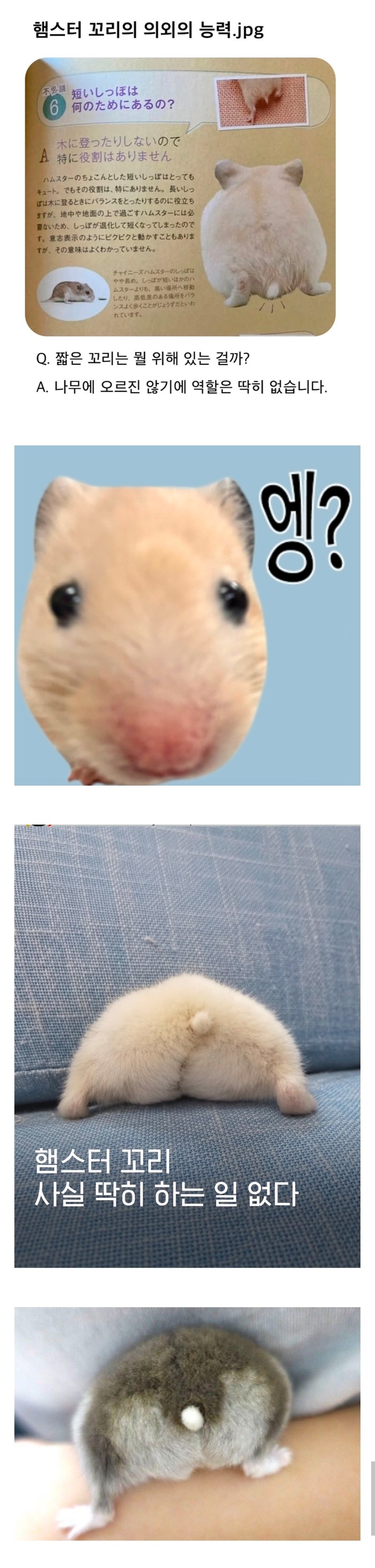 햄스터 꼬리의 의외의 능력