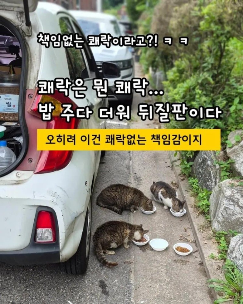 캣맘근황