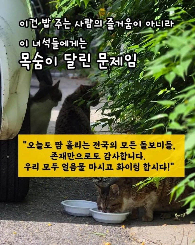 캣맘근황