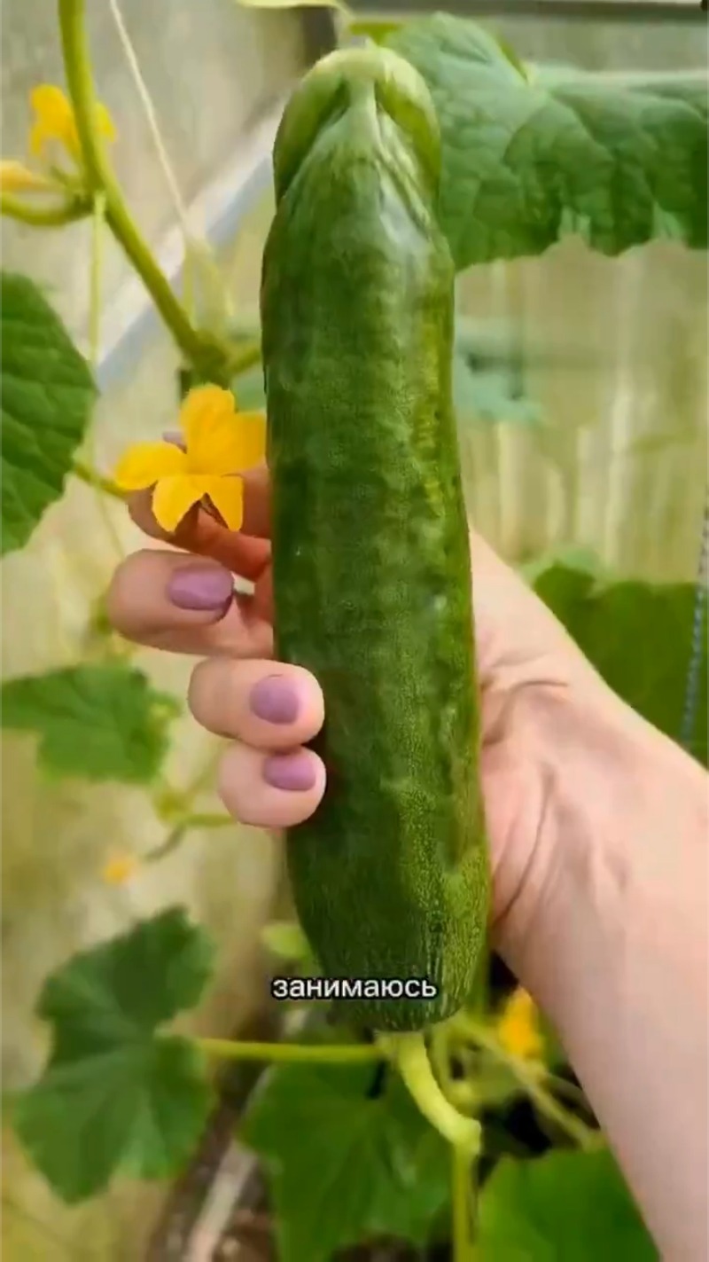 실한 오이