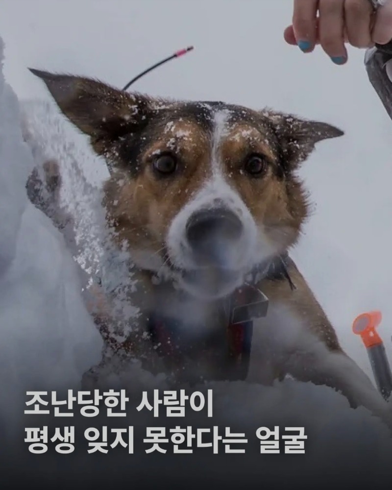 조난시 구원자의 얼굴