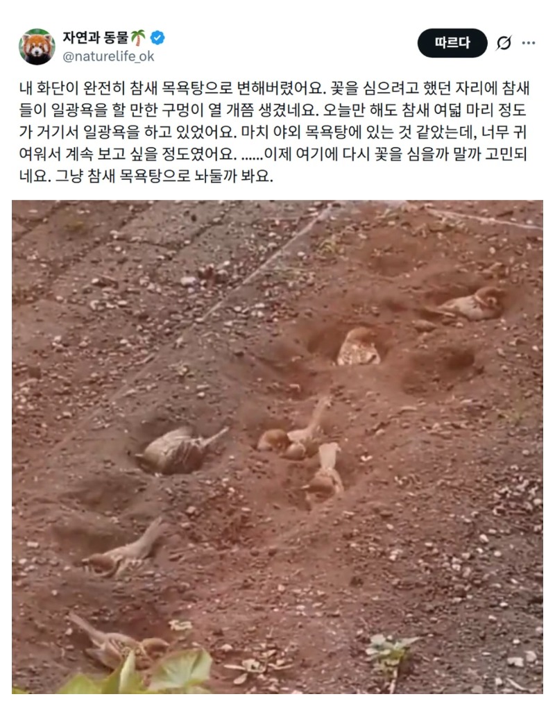 참새목욕탕