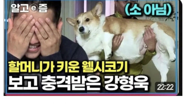 개돼지