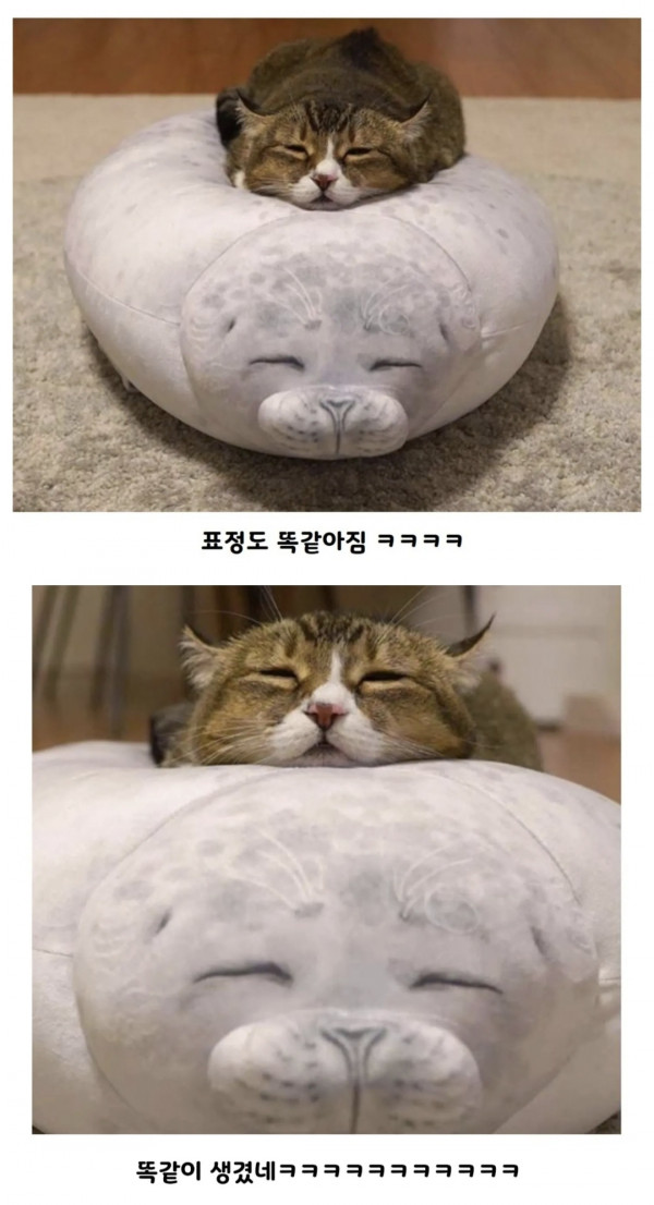 졸귀탱